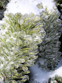 Close-up of snow on plant