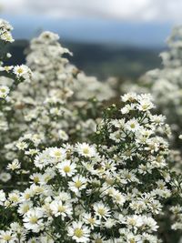 Close-up of white flowering plant