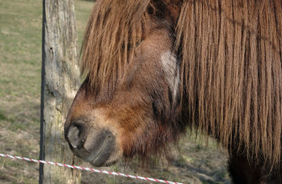 Brown shetland pony standing on green grass field