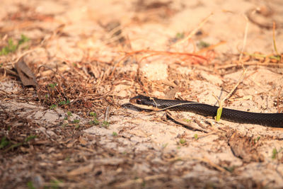 Close-up of lizard on ground