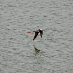 Bird flying over lake