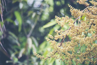 Close-up of white flowering plant