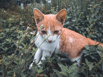 Portrait of a cat on ground