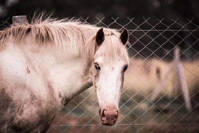 Close-up of horse in stable