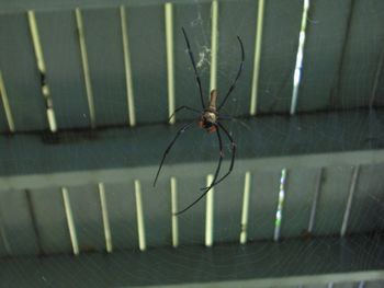 Close-up of spider