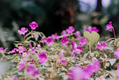 Close-up of pink flowering plants in garden