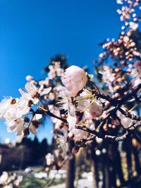 Close-up of white flowers on branch