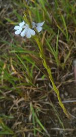 Plant growing on field