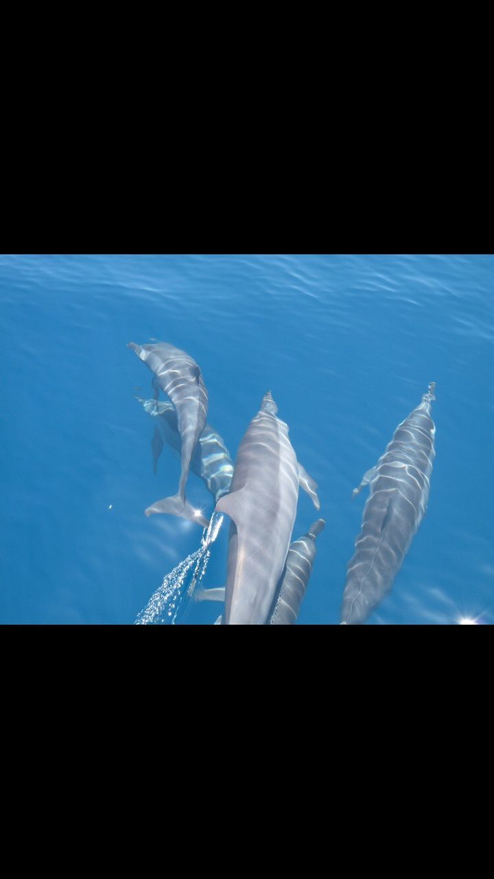 CLOSE-UP OF WHALE SWIMMING IN WATER