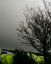 Trees against sky