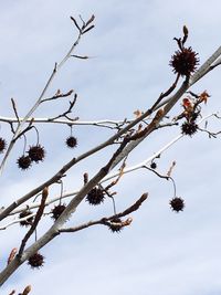 Low angle view of branches against sky