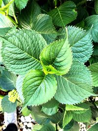 High angle view of green leaves