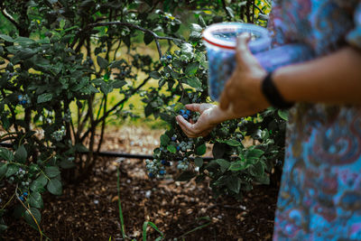 Hand of woman picking blueberries from tree