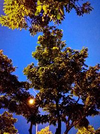 Low angle view of tree against sky
