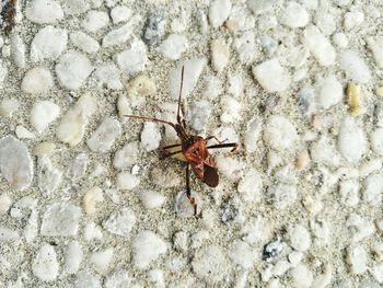 Close-up of bug on footpath