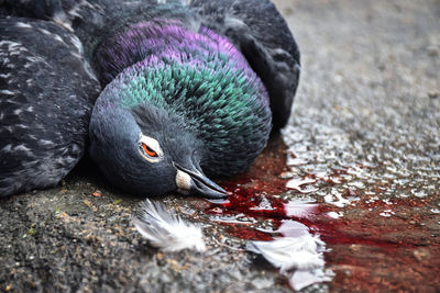 Close-up of pigeon eating