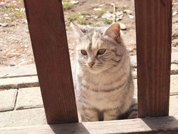 Portrait of cat on wood