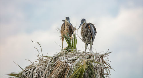 Close-up of birds in nest