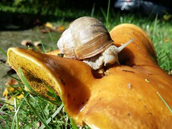 Close-up of snail on grass