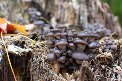 Close-up of mushrooms growing on field