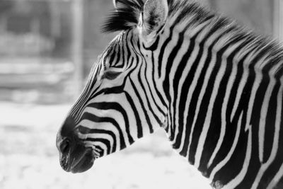 Close-up of zebra