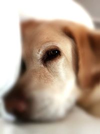 Close-up portrait of dog