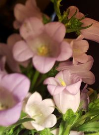 Close-up of pink flowers