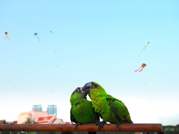 Parrots mating on stick against sky