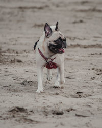 Full length of dog walking on sand at beach