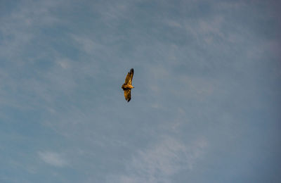 Low angle view of eagle flying in sky