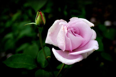 Close-up of pink rose blooming outdoors