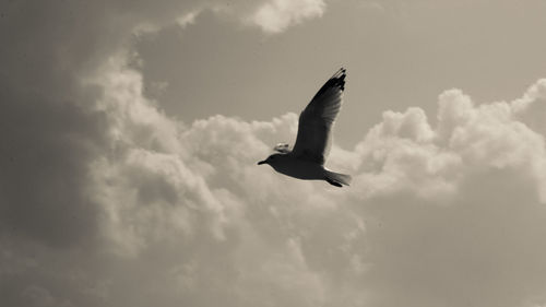 Low angle view of seagull flying in sky