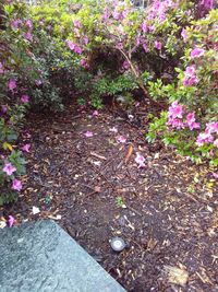 Flowers growing on plant