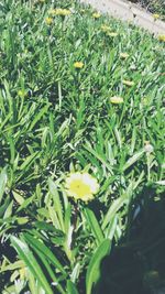 Close-up of yellow flowers blooming on field