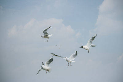 Low angle view of seagulls flying