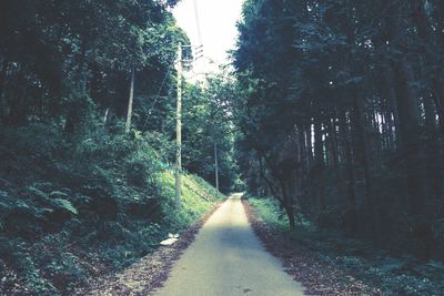 Road in forest