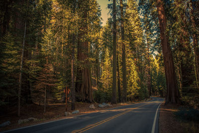 Country road amidst trees in forest