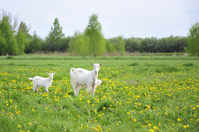 View of sheep on grassy field