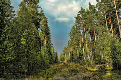 Trees growing in forest against sky