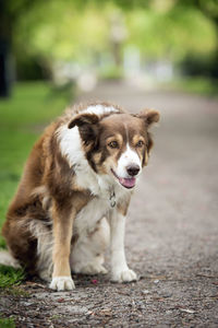 Brown border collie sitting on footpath in park