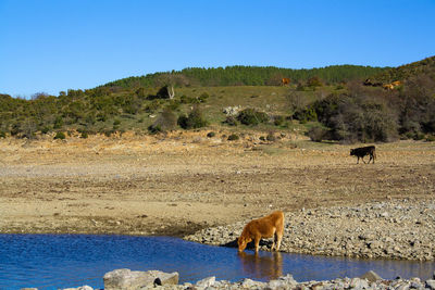 View of a horse on field