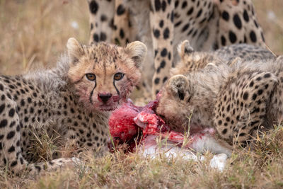 Cheetahs on field in forest