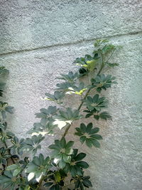 Close-up of plant against wall