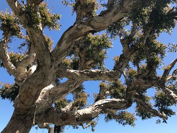 Low angle view of tree against sky