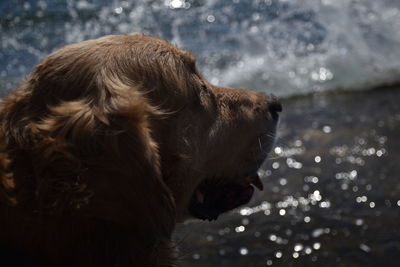 Close-up of dog