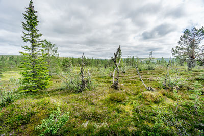 Scenic view of trees on field against sky