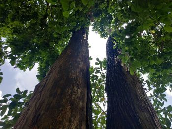 Low angle view of trees in forest against sky