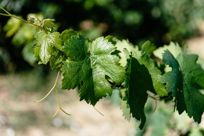 Full frame of branch with green leafs of vine, vitis vinifera.