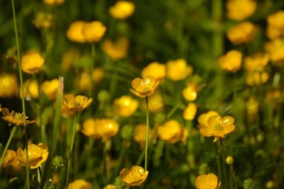 Close-up of yellow flowering plants on field