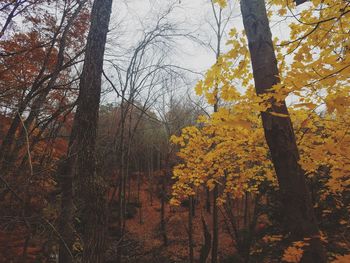 Low angle view of trees against sky